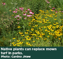 Native plants can replace mown turf in parks. Photo: Cardno JNew